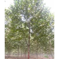 10-20公分帶帽法桐 12-15公分帶帽國(guó)槐