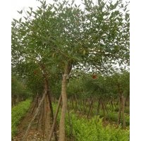 綠化苗木雞冠刺桐-基地綠化苗木雞冠刺桐