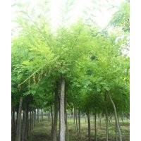 低價供應(yīng)國槐|法桐|火炬|香花槐|千頭椿|欒樹|垂柳|速生柳|金葉榆