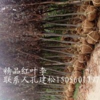 供應紅葉李，3公分，5公分，7公分，9公分