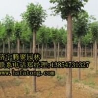 供10一15公分定干白蠟,2000棵10一20定干造型法桐