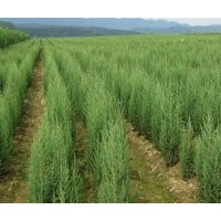 大量批售塔柏.蜀檜.北京檜.灑金柏.龍柏