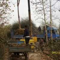 山東國槐價(jià)格