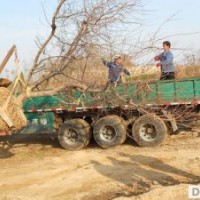 地下出售16公分以上的大杏樹