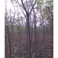 火炬小苗河北火炬3公分火炬樹5公分火炬價格6公分火炬行情