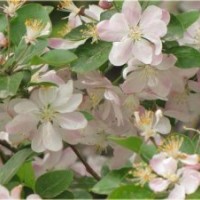 八棱海棠樹，河北懷來 原產(chǎn)地供應(yīng)