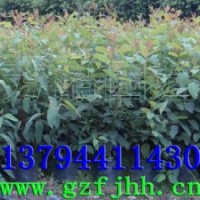 桉樹(shù)苗 桉樹(shù)工程苗 速生桉樹(shù)苗