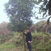 供應(yīng)各種苗木香樟,香櫞,楊梅樹(shù)