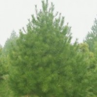 白皮松,油松,華山松