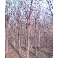 河北國槐 河北平頭國槐 10公分國槐價格 15公分國槐