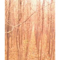 現(xiàn)有1萬(wàn)顆白蠟 出售 胸徑 6 - 7 CM 價(jià)格 低