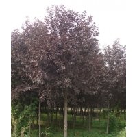 出售6-13公分紫葉稠李