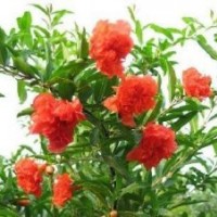 香樟價格,花石榴價格,法國冬青價格,紅瑞木價格表