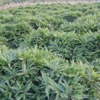 紫薇價格,常夏石竹價格,金葉女貞球價格,箬竹價格表