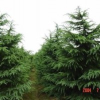 各種規(guī)格雪松，雪松小苗1.8元；