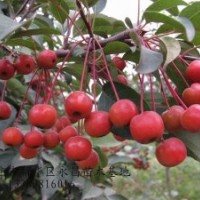 長期供應北美海棠-紅麗