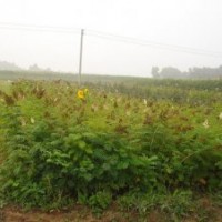 內(nèi)蒙花灌木珍珠梅 沙地云杉、沈陽檜柏、側(cè)柏 紫丁香、紅丁香、四