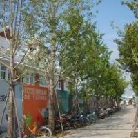 特價(jià)銷(xiāo)售14-30公分銀杏樹(shù)