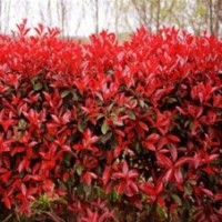 紅葉石楠出售，紅葉石楠價(jià)格，紅葉石楠生產(chǎn)基地