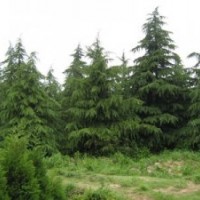 雪松長期出售，高3m雪松100元；
