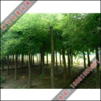 河北啟源提供各種規(guī)格國槐小苗