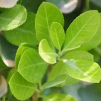 長(zhǎng)期供應(yīng)高桿冬青、紫薇、馬褂樹(shù)、臘梅、黃楊等苗木。