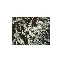 供應(yīng)珍珠梅