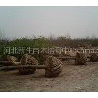 春季國槐最新價格