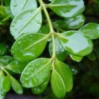 供應(yīng)瓜子黃楊、金葉女貞、杜鵑