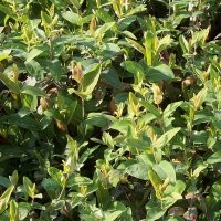 供應(yīng)金絲桃、十大功勞、黃金鐘