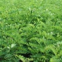 供應(yīng)山西刺槐，刺槐小苗3公分----15 公分刺槐