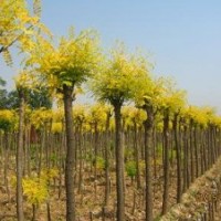 金葉榆春季火熱訂購中