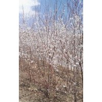 供應(yīng)樟子松側(cè)柏山杏山桃