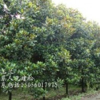 供應(yīng)安徽廣玉蘭4-5-6-7-8-9-10-12公分