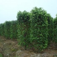 廣東苗木垂葉榕柱-低價(jià)垂葉榕柱直銷(xiāo)-垂葉榕柱苗木批發(fā)