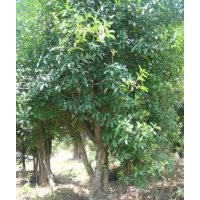 湖南綠化苗木花木楊梅樹湖南四季紅苗圃苗木花木楊梅