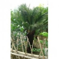 供應(yīng)蘇鐵 成都鐵樹價格