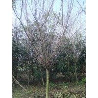 供應(yīng)精品紅梅 成都1-10cm梅花