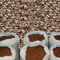 八棱海棠種子價格