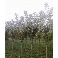 成都櫻花2-8cm 批發(fā)