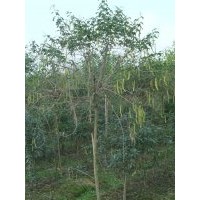 黃花槐 成都精品黃花槐