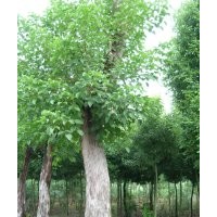 精品成都重陽木 三葉樹