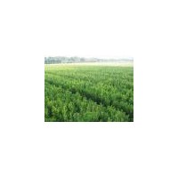 供應(yīng)小葉黃楊、金邊黃楊、紅葉小波、小葉女貞