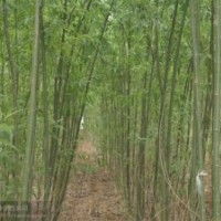 濟(jì)寧速生白蠟苗供應(yīng)商天津速生白蠟苗供應(yīng)商