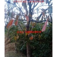 烏桕樹 紅葉烏桕 烏桕等合肥苗木