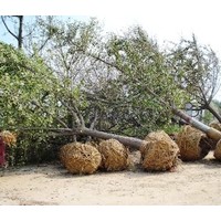 白蠟胸徑2--20公分白蠟 1--6年帽