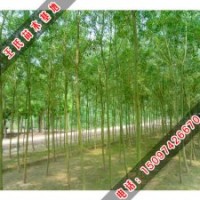 王氏苗木出售黃柳