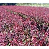 低價(jià)出售紅葉小檗