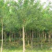 供應山西省6公分至40公分國槐