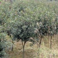 全新品種紅葉石楠樹